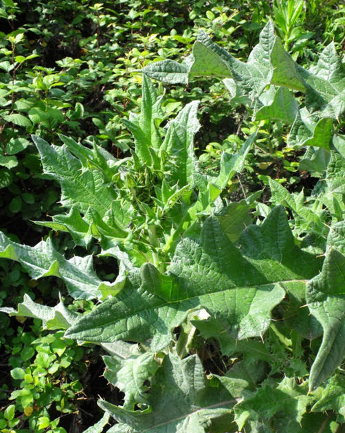 Cirsium scabrum